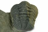 Two Curled Austerops Trilobite Fossils - Ofaten, Morocco #384229-5